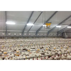 Automatische Geflügels tall Farm Gebäude vorgefertigte Gehäuse Stahl konstruktion Chicken House