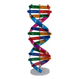 DNA modelleri çift sarmal bilim yaygınlaştırma öğretim oyuncak DIY insan genleri yardımcıları bilim çocuklar için özel araçlar Test kiti