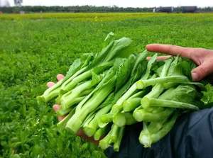 Nouvelle culture de Chine Aliments sains et verts Bon prix Légumes IQF rentables de haute qualité Fleur de colza congelée - Product Image 5