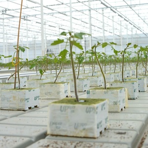 Trồng cà chua UPuper bằng phương pháp thủy canh thương mại trong nhà kính, sử dụng chất nền đá khoáng dạng khối 4x4 - Product Image 2