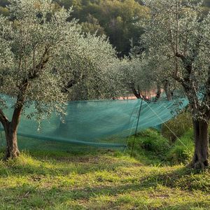 <span class=keywords><strong>Filet</strong></span> de récolte d'olives en plastique HDPE + UV de haute qualité, <span class=keywords><strong>filet</strong></span> vert pour olives, <span class=keywords><strong>filet</strong></span> de collecte de fruits pour olives - Product Image 6