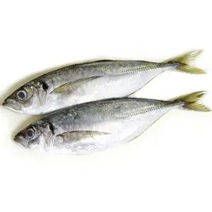 फ्रोजन हॉर्स मैकेरल कीमत अफ्रीका में फ्रोजन येलो टेल हॉर्स मैकेरल मछली आयातक