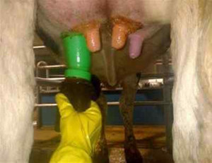 Gobelet de trempage des mamelons non réutilisable 300 ml avec échelle graduée pour la désinfection des mamelons des vaches avant et après l'allaitement - Product Image 6