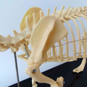 Modelo anatómico de <span class=keywords><strong>esqueleto</strong></span> de perro <span class=keywords><strong>canino</strong></span> para enseñanza de biología modelo de perro de anatomía Animal realista para ciencia médica - Product Image 3