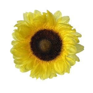 100% tournesols naturels conservés tournesol stabilisé pour le cadeau <span class=keywords><strong>de</strong></span> l'enseignant et <span class=keywords><strong>de</strong></span> la fête des pères - Product Image 1