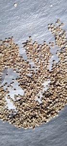 Dong Kui Zi, Hierba Cruda, Semilla de Malva Seca, Semilla de <span class=keywords><strong>Melva</strong></span> Crispa en Venta - Product Image 5