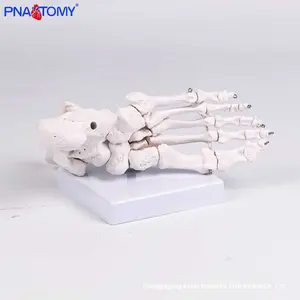 Modelo de Anatomía del Pie <span class=keywords><strong>Humano</strong></span> a Tamaño Real, Material PVC, para Rehabilitación, Enseñanza y Entrenamiento de Comunicación, Articulación del <span class=keywords><strong>Tobillo</strong></span> - Product Image 5