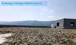 Chiết Xuất <span class=keywords><strong>Ginkgo</strong></span> <span class=keywords><strong>Biloba</strong></span> 24% Flavonoids - Product Image 5