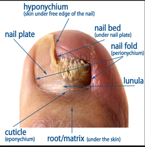 Podologi frekuensi tinggi podiatri dioe perangkat laser 980nm 47w untuk onychomycosis jamur infeksi jamur jamur kuku menghilangkan - Product Image 4