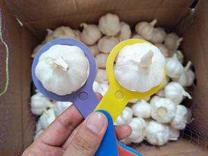 Ajo affresco Caj De 10 kg Ajo Chino - Product Image 6