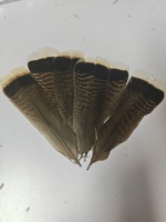 Plumes de queues de dinde naturelles de haute qualité pour les costumes de carnaval danse Halloween artisanat Vente en gros en stock Offre Spéciale vrac