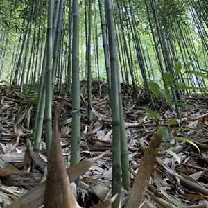 Natural Bamboo Canes Bamboo poles Bambu stakes Tonkin bamboo
