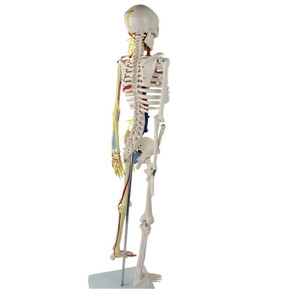 Modelo de esqueleto humano Bestcare de 85 cm con nervios y vasos sanguíneos para la enseñanza médica - Product Image 4