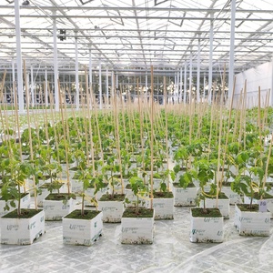 Trồng cà chua UPuper bằng phương pháp thủy canh thương mại trong nhà kính, sử dụng chất nền đá khoáng dạng khối 4x4 - Product Image 6