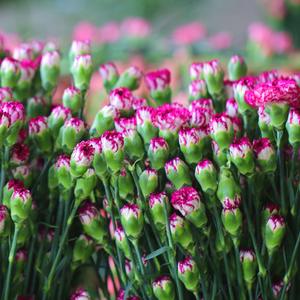 Fournisseur direct Yunnan Kunming Dounan Easy Live Plants de carnation à bouturage facile, fleurs fraîches coupées, bouquet de boutons, modèle de base YN-01 5cm - Product Image 1