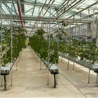 Serre en polycarbonate multi-voûtes de type Venlo - Polycarbonate agricole stable à faible coût, grande portée pour la culture de légumes