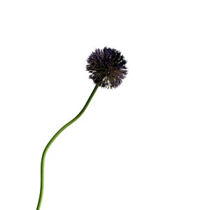 H-941 Haute Qualité 84cm Fleur Artificielle Souple en forme de Boule de Pissenlit Allium avec Mini Baies pour Décoration de Mariage, Saint-Valentin et Fêtes - Product Image 6