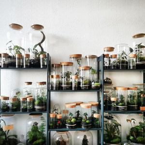 OEM terrario pianta idroponica cilindro vaso muschio terrario decorazioni per la casa da tavolo fioriera foresta fai da te <span class=keywords><strong>in</strong></span> <span class=keywords><strong>vetro</strong></span> <span class=keywords><strong>con</strong></span> <span class=keywords><strong>coperchio</strong></span> per interni - Product Image 5