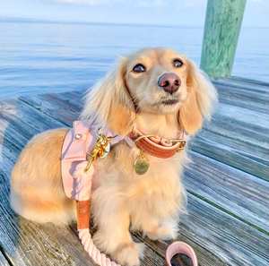 Handmade Genuine Leather <b>Dog</b> <b>Collar</b> Stylish Small and <b>Big</b> <b>Dogs</b>| Premium Soft High Quality Design Gifts for Pets - Brown| Pink - Product Image 5