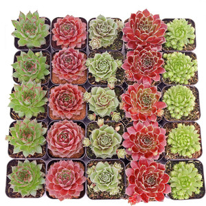 Suculentas Sempervivum resistentes al frío y al sequía para exteriores en macetas de 2 pulgadas en venta - Product Image 2