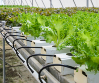 Vente en gros en vrac de qualité supérieure 50L 100L expansé pour l'horticulture Perlite agricole d'empotage agricole horticole