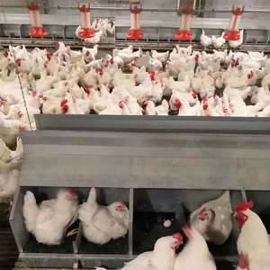 Collecte automatique d'oeufs nichoir de poulet pour l'élevage de volailles Roll Away Lay-Away Hens Layerscoop Pick Roll Away Eggs Nouveau - Product Image 4