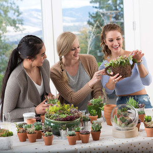 Suculentas de interior para escritorio con poca luz y plantas de follaje escultural en macetas de 2 pulgadas para el hogar - Product Image 6