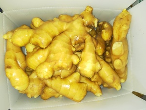 <span class=keywords><strong>2025</strong></span> gừng tươi người mua nhà sản xuất lá sen gừng hạt giống cho trồng trong các trang trại - Product Image 4