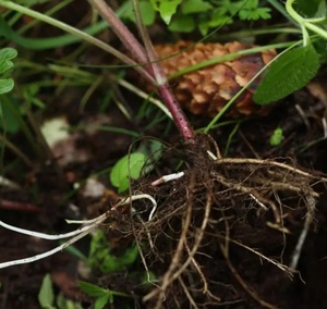 Kaiyange Xie cao gen bán buôn khô valeriana officinalis gốc valerian rễ bán buôn valerian gốc valerian - Product Image 3