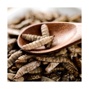 Larva <span class=keywords><strong>de</strong></span> mosca <span class=keywords><strong>de</strong></span> soldado negro, alimento rico en proteína ecológica, insectos frescos, gran oferta - Product Image 3