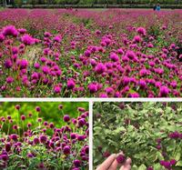 Teh Bunga Globe Amaranth Kering Alami Warna Merah Ungu Bunga Gomphrena Globosa untuk Dekorasi