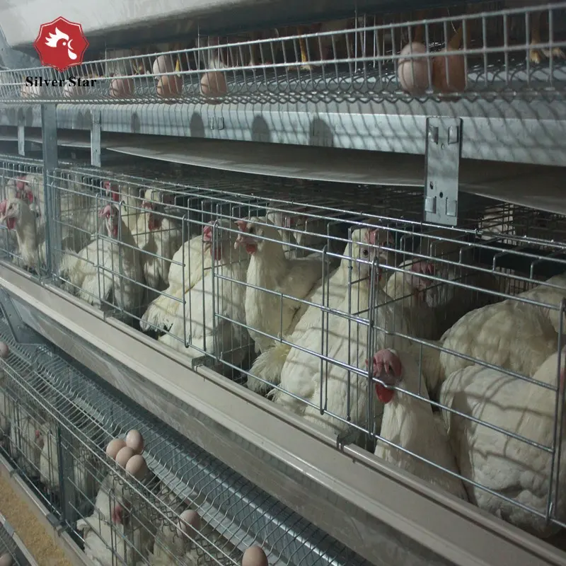 नाइजीरिया में बिक्री के लिए स्वत: एक प्रकार चिकन परत पिंजरों/बैटरी पिंजरों बिछाने मुर्गियाँ अल्जीरिया में बेचने