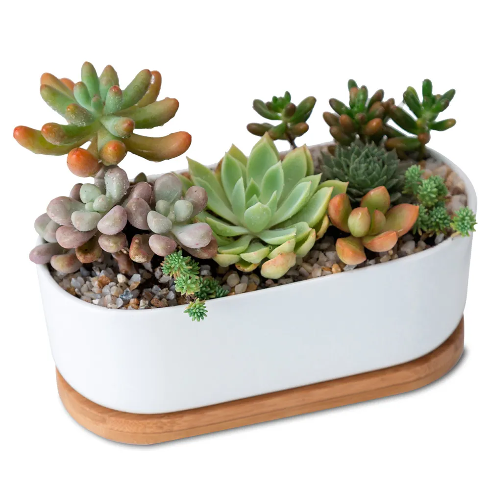 Flower Planter Pot Succulent Cactus Oval Ceramic with Bamboo Tray Wholesale White 6.7 Inch POTTERY Flower/green Plant Glazed