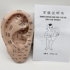 Haute qualité nouvelle oreille d'acupuncture 17CM anglais modèle de formation médicale vente directe d'usine - Product Image 2