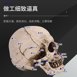 Pintura de bodegón con calavera de resina, arte de calavera humana, anatomía del músculo y esqueleto humanos, modelo de calavera, arte - Product Image 3