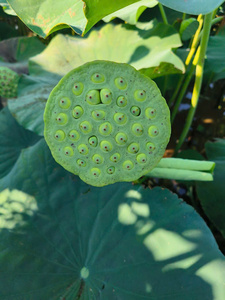 Vente en gros de graines de lotus fraîches biologiques 100% cueillies à la main Vietnam Durée de conservation de 6 mois pour une fraîcheur maximale Douceur nutritionnelle - Product Image 5