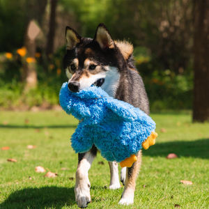 Toptan en iyi Pet malzemeleri kırışık peluş köpek oyuncaklar ses yapma büyük düz ağızlı ördek kürdan ve ısırma oyuncaklar - Product Image 6