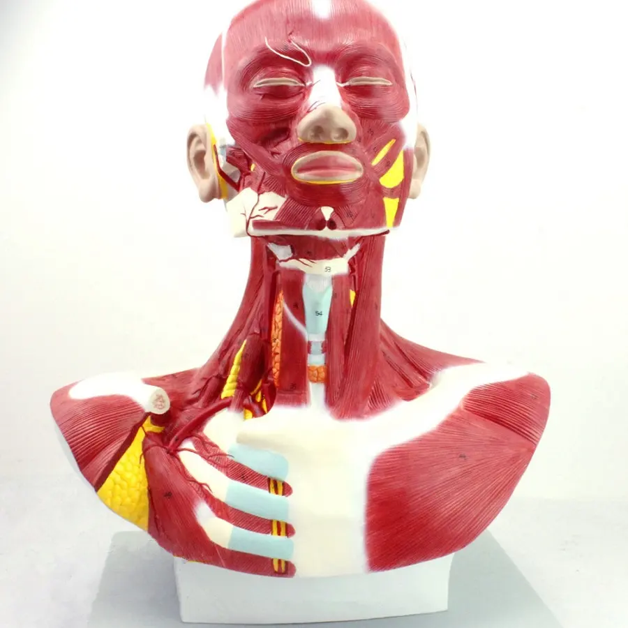 The model of head face cervix dissection and external carotid artery distributing