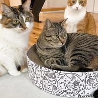 Tempat tidur kucing bergelombang, mainan latihan pelindung kucing pohon kucing