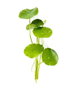 Estratto di Centella Asiatica di alta qualità estratto di Gotu Kola