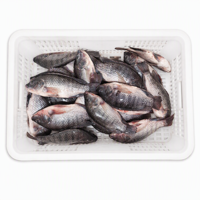 Tilapia noire entière surgelée IQF pour la transformation alimentaire, les commandes d'exportation et les achats en gros volumes