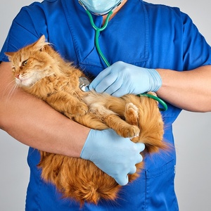 Guanti Protettivi in Nitrile Blu Monouso Senza Polvere da 3mil per Cliniche Veterinarie, Esami Medici e Ospedali - Product Image 3