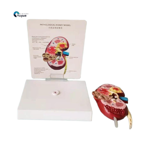 Modèle d'enseignement médical Modèle de rein pathologique <span class=keywords><strong>canin</strong></span> pour l'éducation vétérinaire et la démonstration de la maladie rénale - Product Image 1