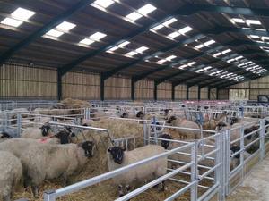 מפעל פרפאב מתכת מבנה פלדה סכת כבשים עיזים - Product Image 6