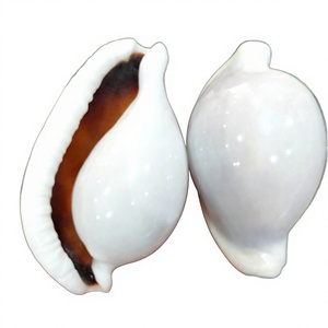 Coquillages de cabriole blanches naturelles faites à la main en gros, thème ange, coquilles de conque pures pour bricolage, mariage nautique, décoration intérieure - Product Image 3