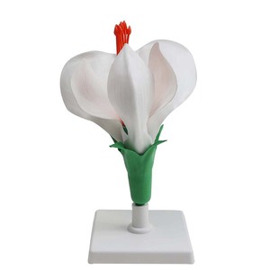 Modèle de fleur, modèle agrandi de la structure interne d'une fleur, diverses fleurs pour la biologie au collège et au lycée - Product Image 3