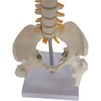 Science médicale squelette humain modèle anatomie colonne vertébrale bassin PET matériel SMD01625