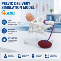 Modèle de bassin féminin pour démonstration de naissance avec cordon ombilical et placenta, pour l'enseignement en obstétrique et gynécologie, conforme CE/ISO