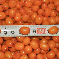 BRC HACCP certifié IQF fruits surgelés de qualité supérieure à l'argousier pour des collations et des recettes saines