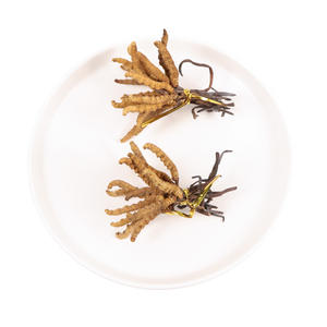 Cordyceps naturais para plantas 100% herbal cordyceps sinensis - Product Image 6
